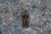 Blastobasis sp.
